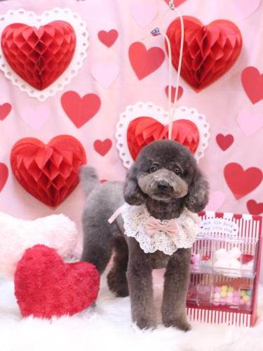 20240221chipieちゃん